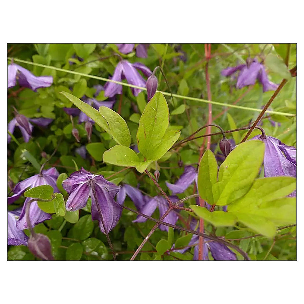 Violet Viticella Flower Seeds for Planting - Heirloom Non-GMO High Germination Organic Garden Seeds | Neera Seeds product photo [neera-v4-0f40e695c570f1d52ac7]