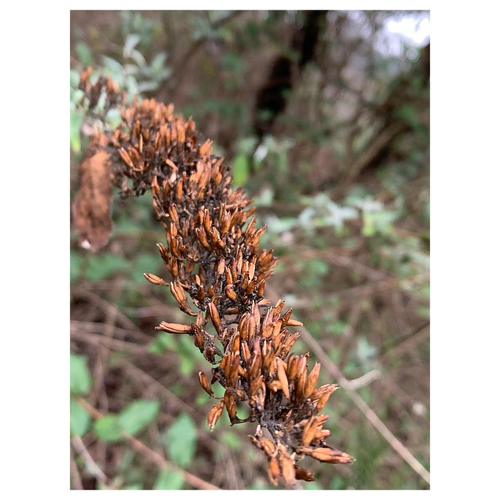 Brown Buddleja Flower Seeds for Planting – Heirloom, Non-GMO, High Germination Organic Garden Seeds | Neera Seeds product photo [neera-v4-0f4662f0b811237806cd]