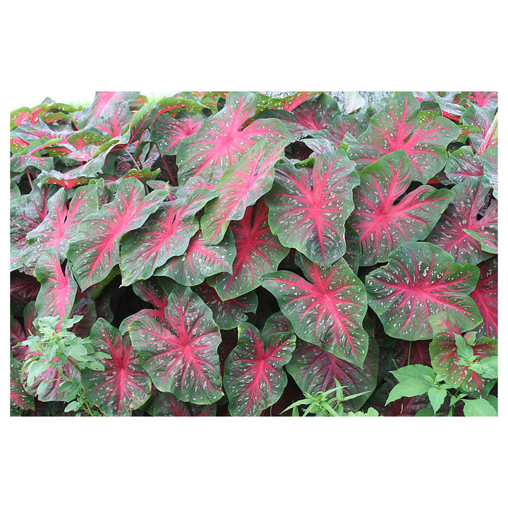 Heirloom Berries &
