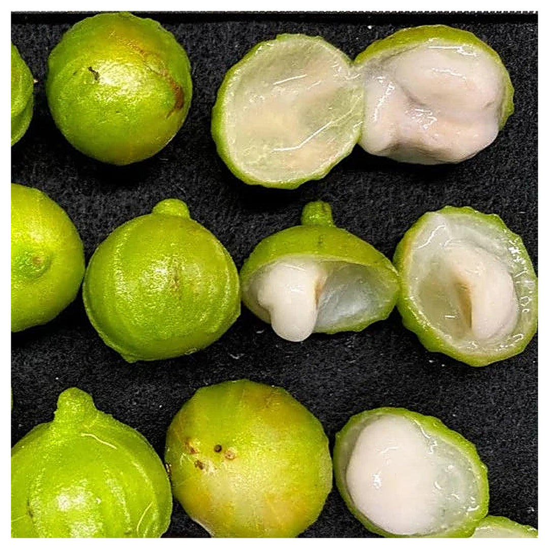 Plinia phitrantha “White Jabuticaba” Fruit Seeds for Planting – Sweet, Grape-Like Fruits, Heirloom & Non-GMO | Neera Seeds product photo [neera-v4-0f47510e6e16cfee75ac]