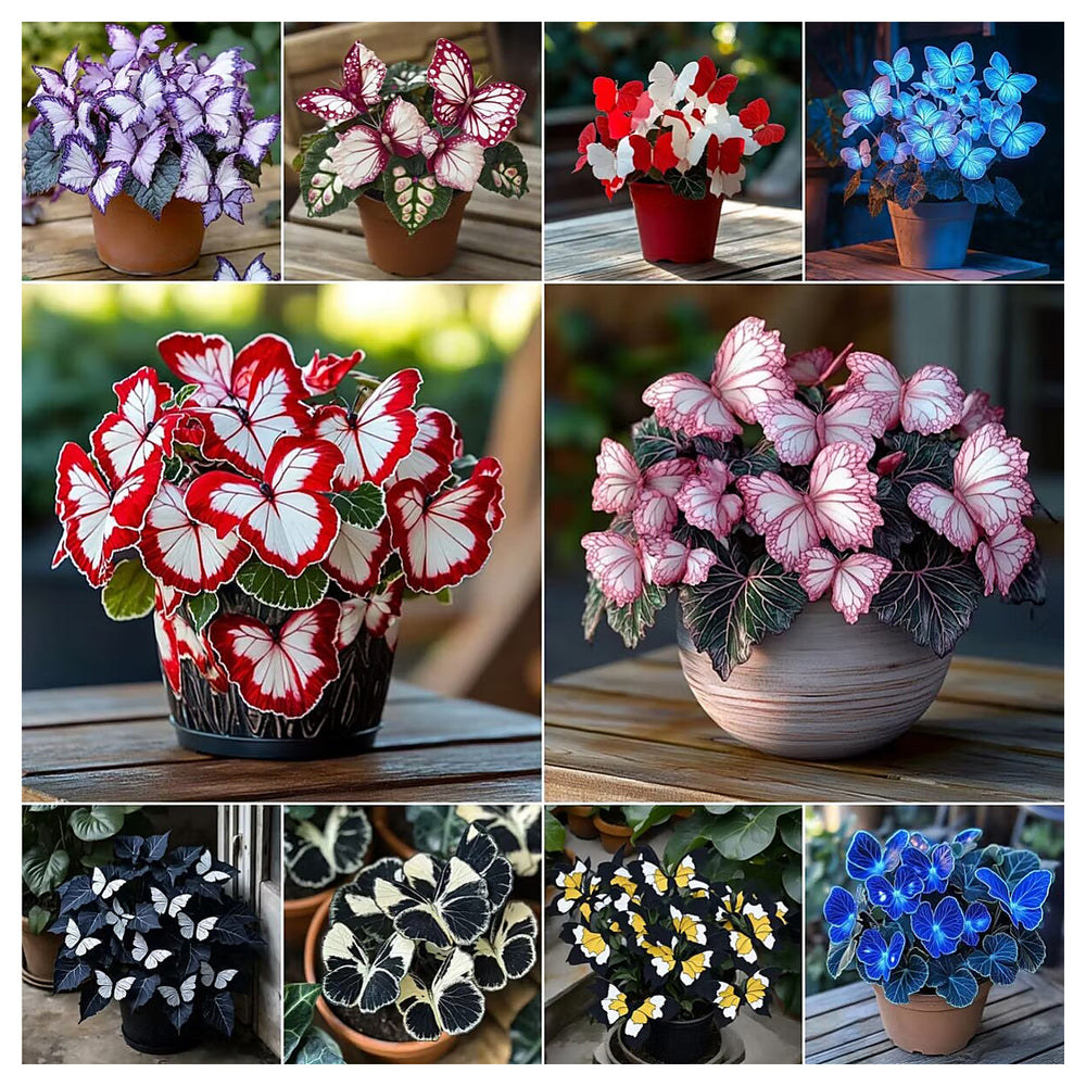 Moonlight Butterfly Begonia Flower Seeds – Heirloom Non-GMO High Germination Seeds | Neera Seeds product photo [neera-v4-0f57f087ea61d60fd221]