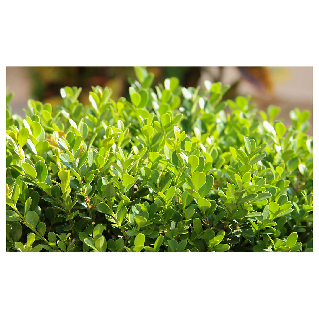 Organic Heirloom Buxus Sempervirens Plant Seeds for Planting – Non-GMO High Germination Evergreen Shrub Seeds | Neera Seeds product photo [neera-v4-0f5858d08aebbbe3969a]