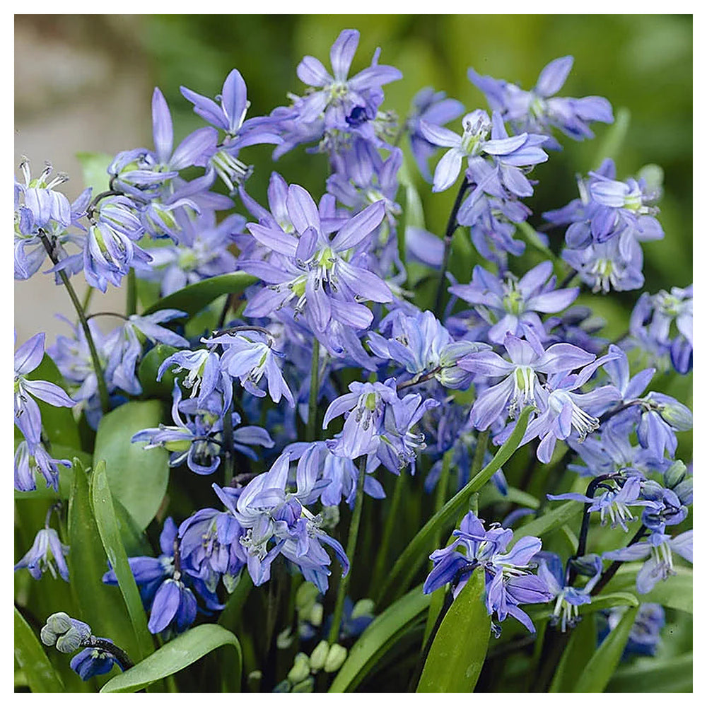 Scilla Bifolia Flower Seeds for Planting – Heirloom, Non-GMO, High Germination Organic Garden Seeds | Neera Seeds product photo [neera-v4-0f73738b719bb2d240ec]