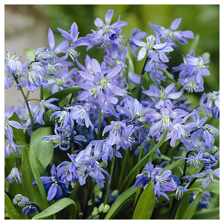 Scilla Bifolia Flower Seeds for Planting – Heirloom, Non-GMO, High Germination Organic Garden Seeds | Neera Seeds product photo [neera-v4-0f73738b719bb2d240ec]