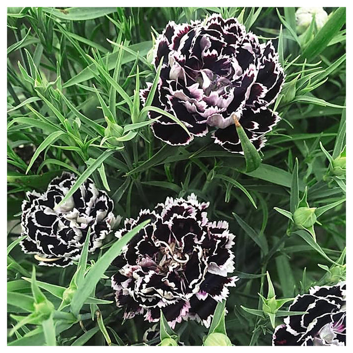 Organic Heirloom Non-GMO Black White Dianthus Seeds for Planting – Bicolor Garden Blooms | Neera Seeds product photo [neera-v4-0f759c5fdb2c958d5a7f]