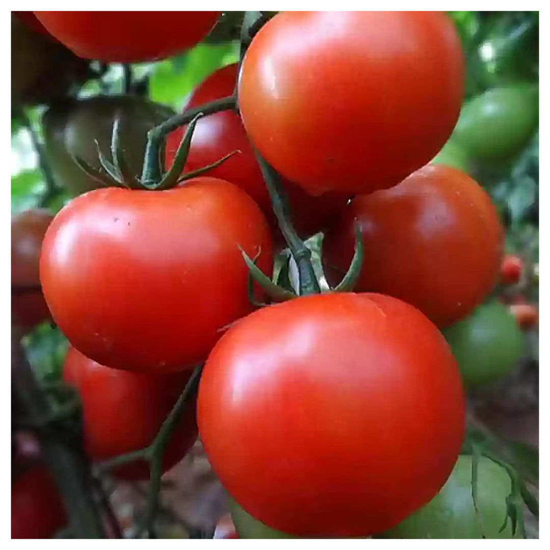 Burpee Celebrity Hybrid Red Tomato Seeds for Planting – Heirloom, Non-GMO, High Germination Vegetable Seeds | Neera Seeds product photo [neera-v4-0f765382ace53d3517fe]