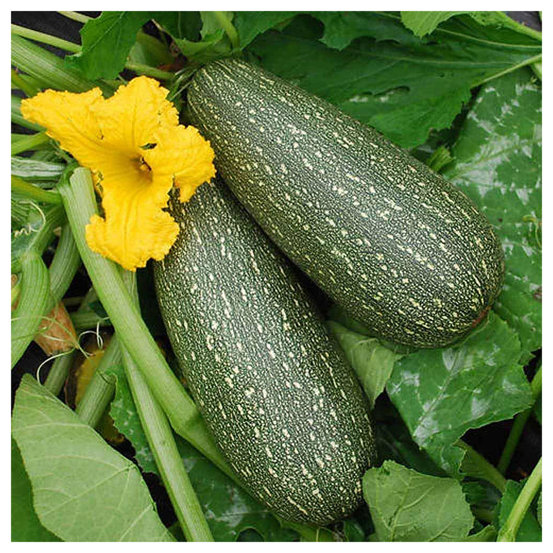 Heirloom Grey Zucchini Squash Vegetable Seeds for Planting – Non-GMO, Organic Garden Seeds with High Germination | Neera Seeds product photo [neera-v4-0f77d01bfe6ddc1f1cbe]