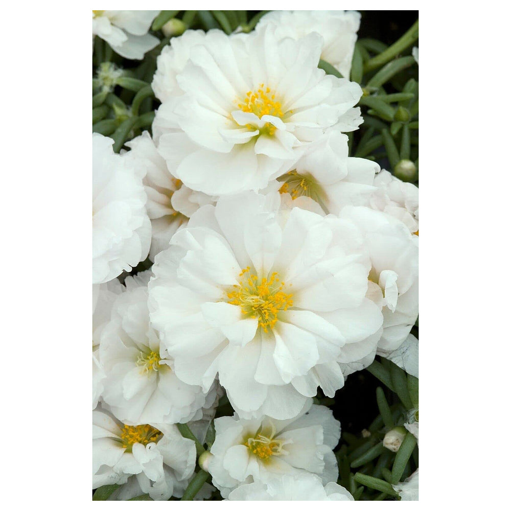 White Portulaca Flower Seeds for Planting – Heirloom, Non-GMO, Organic Garden Seeds, High Germination | Neera Seeds product photo [neera-v4-0f88b7577473c627f877]