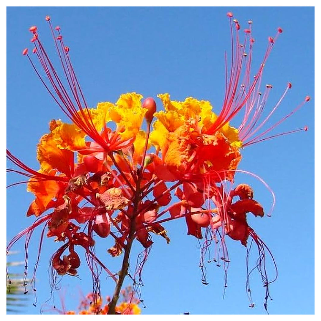 Pride Of Barbados For Planting Caesalpinia Pulcherrima For Urban Garden And Flower Border Flower | Neera Seeds product photo [neera-v4-0f8e3773512aaa9bbae1]