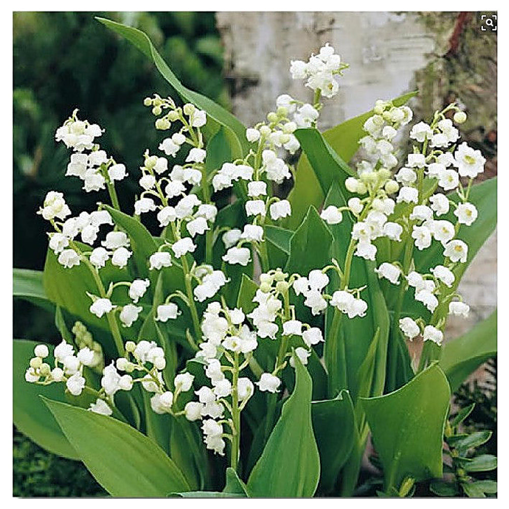Heirloom Non-GMO Bell Orchid Flower Seeds for Planting – Exotic Fragrant Indoor Garden Blooms | Neera Seeds product photo [neera-v4-0fa0ffd37eb53988bff3]