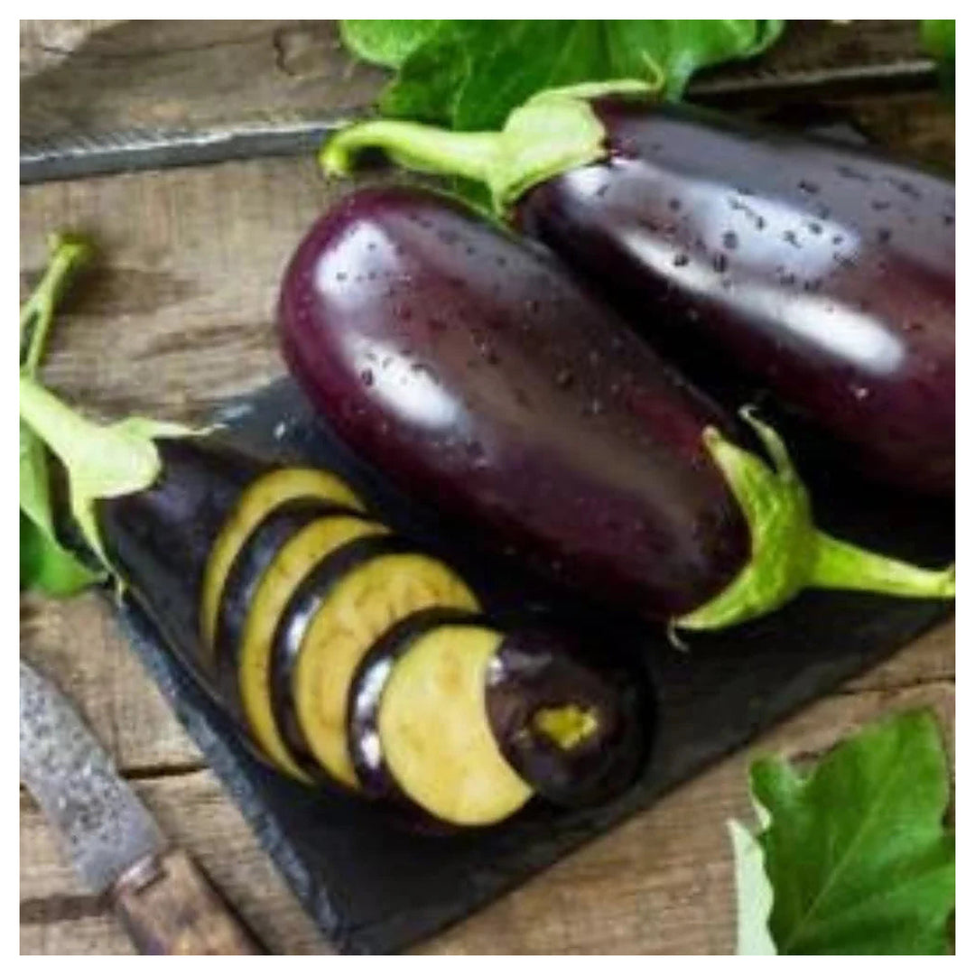 Black Beauty Eggplant Fresh Heirloom Planting Free Planting Wevery Garden Order Non Gmo | Neera Seeds product photo [neera-v4-0fa53f37d121912a7a28]