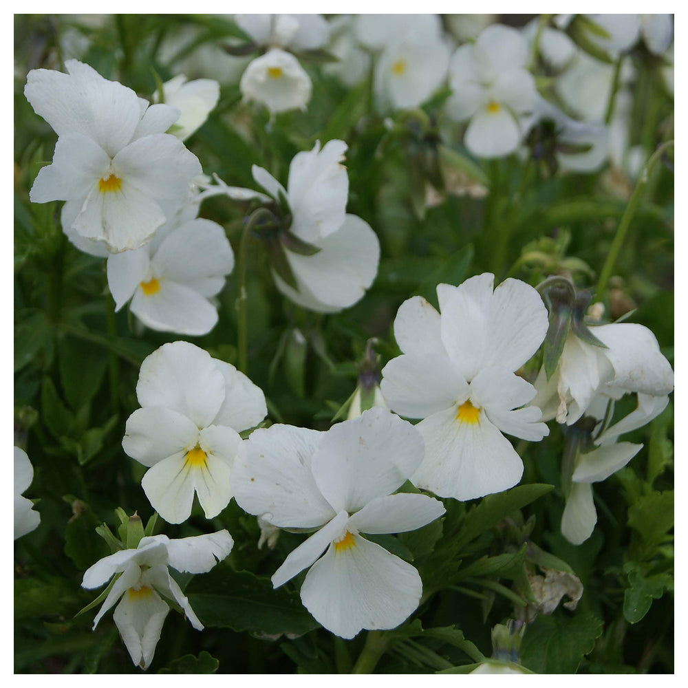 Organic White Pansy Flower Seeds for Planting – Heirloom, Non-GMO Garden Seeds | Neera Seeds product photo [neera-v4-0fba338375a3070829dd]