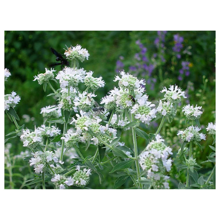 White Mountain Mint Flower Seeds for Planting - NON GMO Seeds | Neera Seeds product photo [neera-v4-0fc2d52528b612581d46]