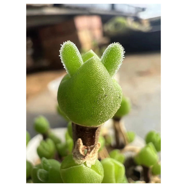 Dicrocaulon Ramulosum Flower Seeds for Planting – Heirloom, Non-GMO Organic Garden Seeds with High Germination | Neera Seeds product photo [neera-v4-0fd586a17727e069a382]