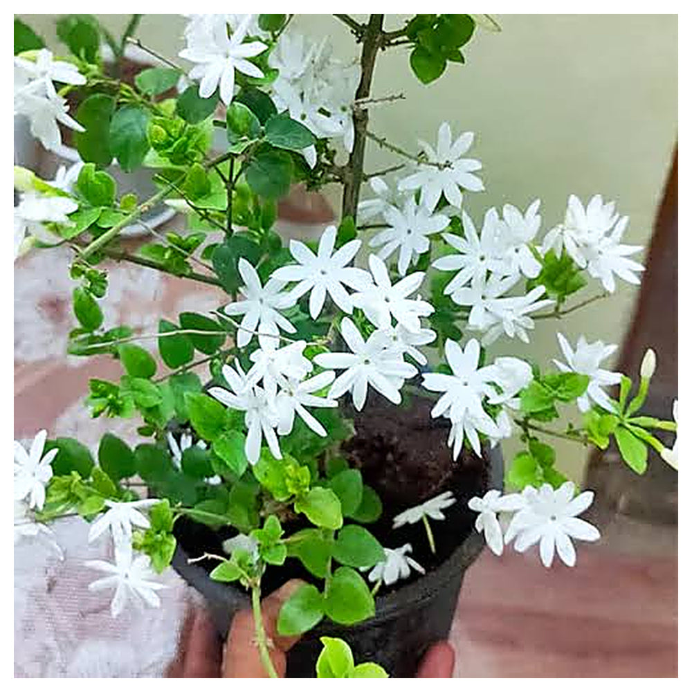 Downy Jasmine Flower Seeds for Planting – Heirloom, Non-GMO, Fragrant White Bloom Garden Seeds | Neera Seeds product photo [neera-v4-0fd6efcef9b0488f0dc4]