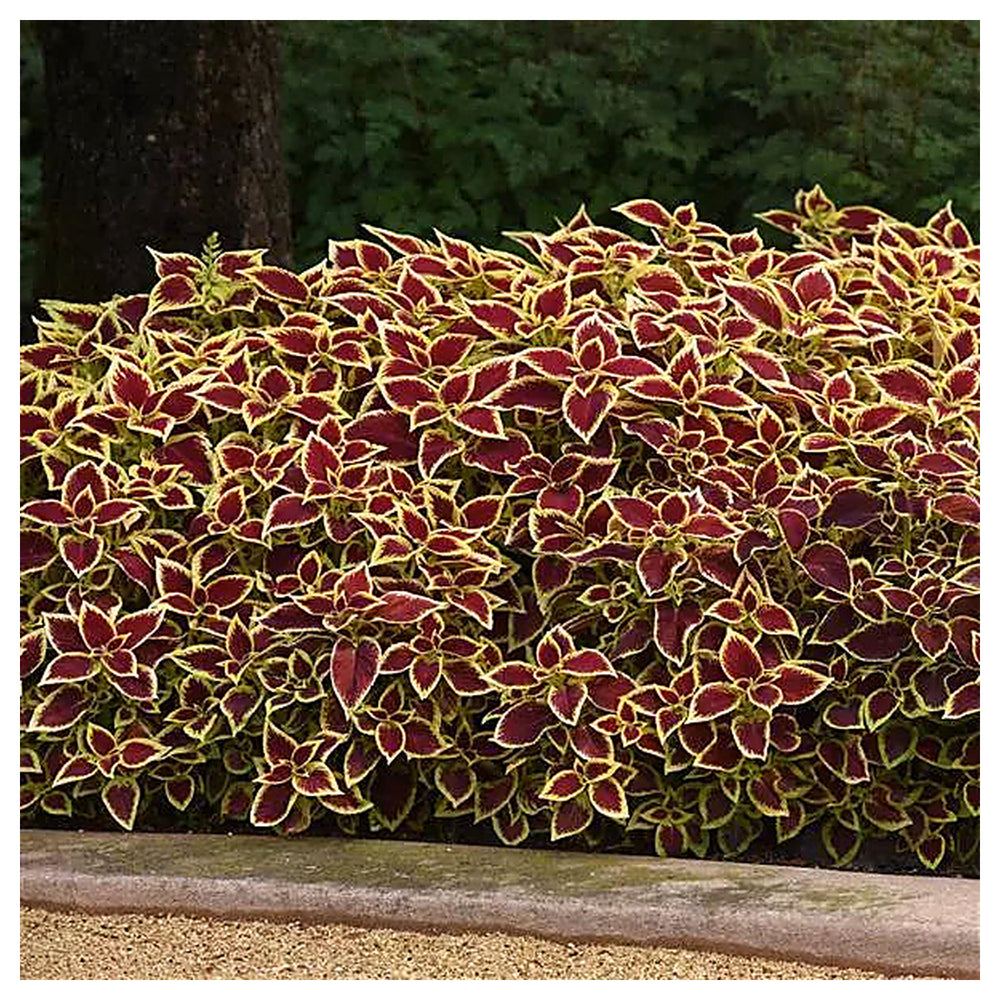 Heirloom Coleus Sun Crimson Gold Flowering Seeds for Planting – Non-GMO, High Germination Organic Garden Seeds | Neera Seeds product photo [neera-v4-0fdae2ef83a2fb04d794]
