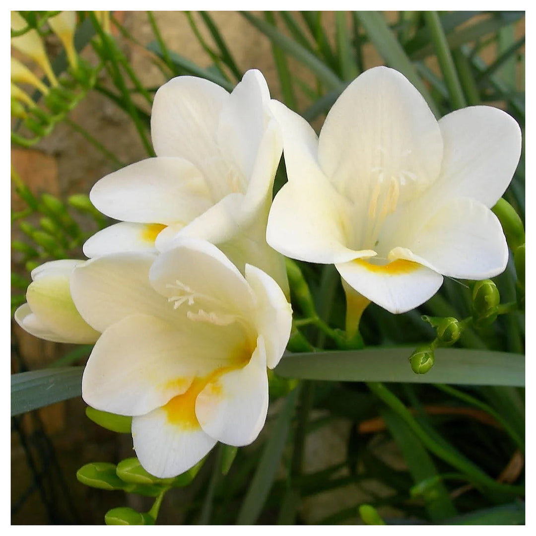 White Freesia Seeds for Planting – Organic, Heirloom, Non-GMO Flower Seeds | Neera Seeds product photo [neera-v4-0fdbed1242db158c68a3]