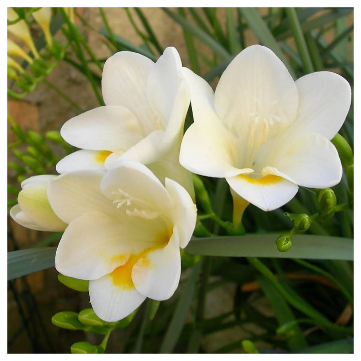 White Freesia Seeds for Planting – Organic, Heirloom, Non-GMO Flower Seeds | Neera Seeds product photo [neera-v4-0fdbed1242db158c68a3]