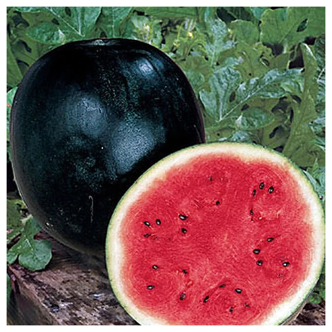 Sugar Baby Watermelon Seeds for Planting – Heirloom, Non-GMO, Sweet Mini Melons for Home Gardens | Neera Seeds product photo [neera-v4-0fec7d1adaa26ac3507f]