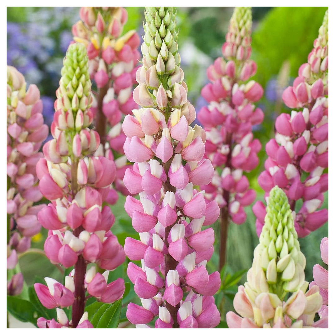 Heirloom Non-GMO Light Pink Lupine Flower Seeds for Garden Planting – High Germination Organic Garden Seeds | Neera Seeds product photo [neera-v4-0ffd395de932cb952a36]