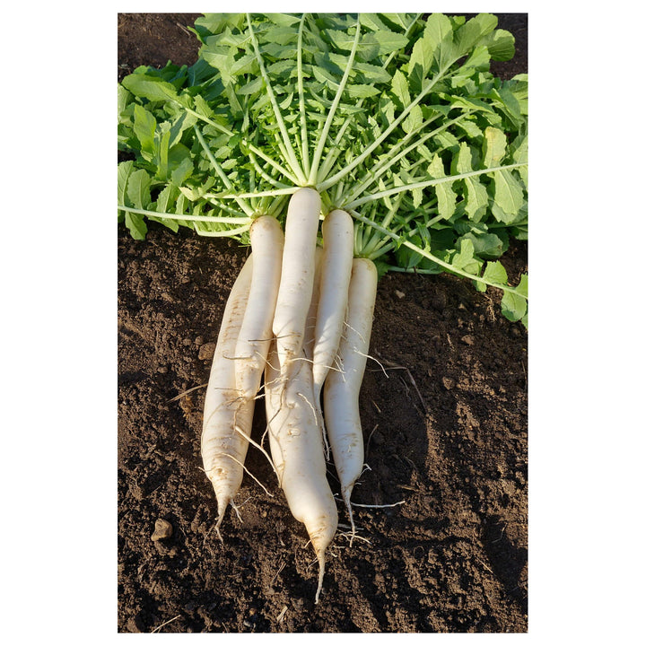 Antique Heritage Radish Growing Classic Radishes In Your Garden Or Pots Flower Seeds Home | Neera Seeds product photo [neera-v4-100acc501a1b0b5c5842]