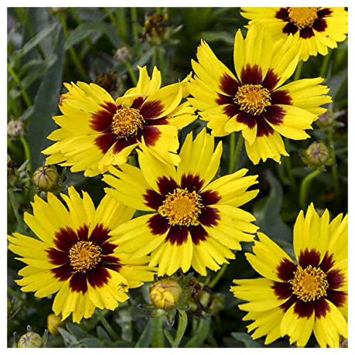 Golden Wave Coreopsis Coreopsis Verticillata For Planting In Flower Bed Flower Seeds for Home | Neera Seeds product photo [neera-v4-100d97ba8f8e41a71b37]