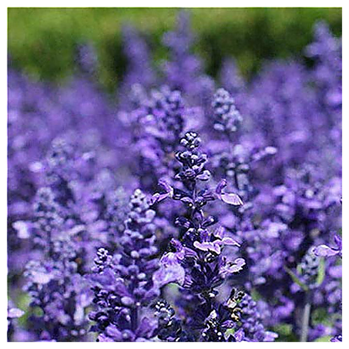 Lavender Mini Violet Flower Seeds for Planting – Heirloom, Non-GMO, High Germination Organic Garden Seeds | Neera Seeds product photo [neera-v4-100df2532d4650672565]
