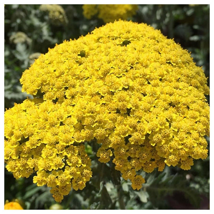 Heirloom Non-GMO Achillea Flower Seeds for Planting – Drought-Tolerant Medicinal &amp; Ornamental Blooms | Neera Seeds product photo [neera-v4-10104be8375a935b6281]