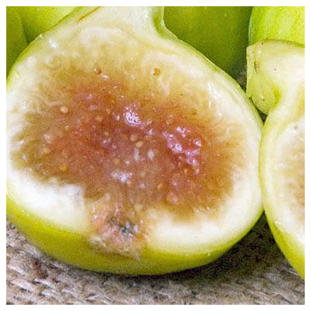 Kadota Fig Seeds for Planting – Heirloom, Non-GMO, High Germination Organic Garden Seeds for Sweet, Golden Figs | Neera Seeds product photo [neera-v4-101bb0713bec31135032]