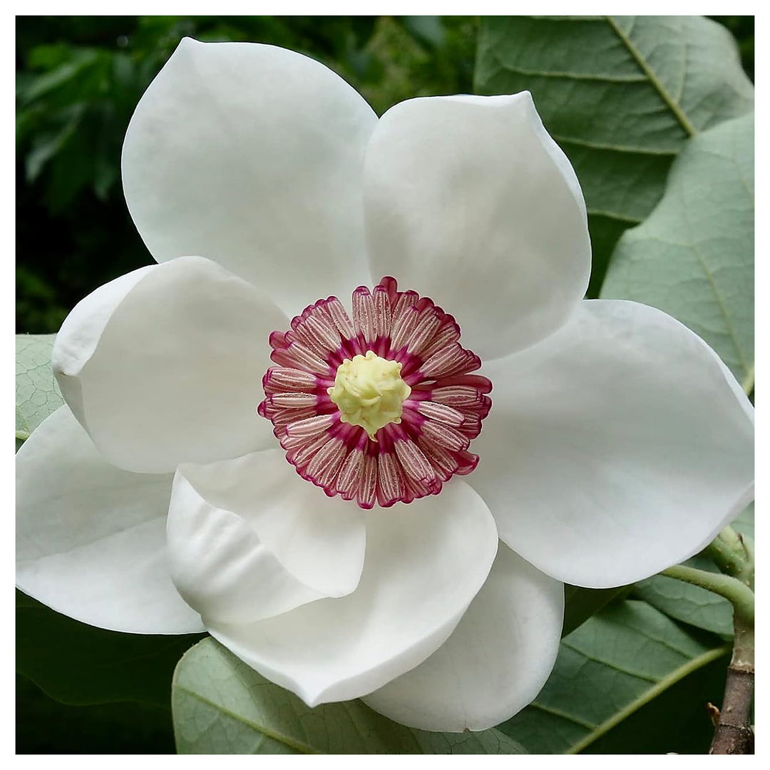 Yulan White Flower Seeds – Heirloom Non-GMO Seeds for Planting | High Germination Organic Garden Seeds | Neera Seeds product photo [neera-v4-102b30a118b26145d3d5]
