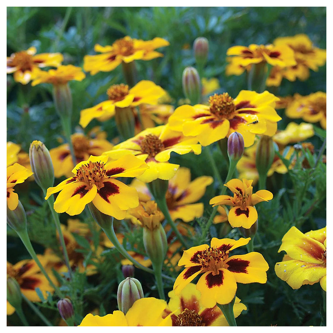 Heirloom Non-GMO Marigold Marietta Flower Seeds for Garden Planting – Bright Yellow-Red Blooms | Neera Seeds product photo [neera-v4-102ff9ec47595a4422d8]