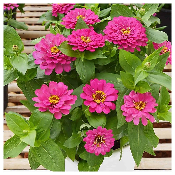 Pink Zinnia Flower Seeds for Planting – Vibrant Blooms for Your Garden, Non-GMO Seeds | Neera Seeds product photo [neera-v4-1031c6258d88147d6cd4]