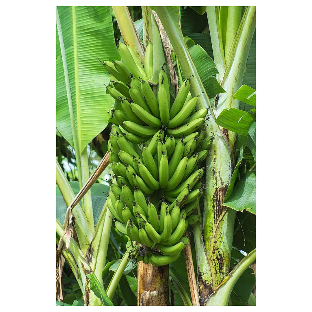 Fresh Dark Green Banana Fruit Seeds for Planting – Hardy, Edible, Heirloom, Non-GMO, High Germination Organic Garde | Neera Seeds product photo [neera-v4-103469bb1eef28364994]