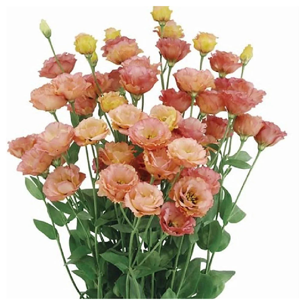 Orange Light Pink Eustoma Flower Seeds for Planting – Heirloom Non-GMO Organic Garden Seeds, High Germination | Neera Seeds product photo [neera-v4-10385e3dfac84a79b92e]