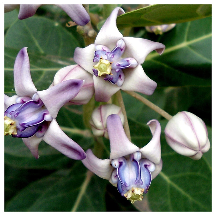 Heirloom Calotropis Gigantea Flower Seeds, Non-GMO Giant Milkweed Blooms for Butterfly Garden Planting | Neera Seeds product photo [neera-v4-1038f58dcf0118faa9dc]