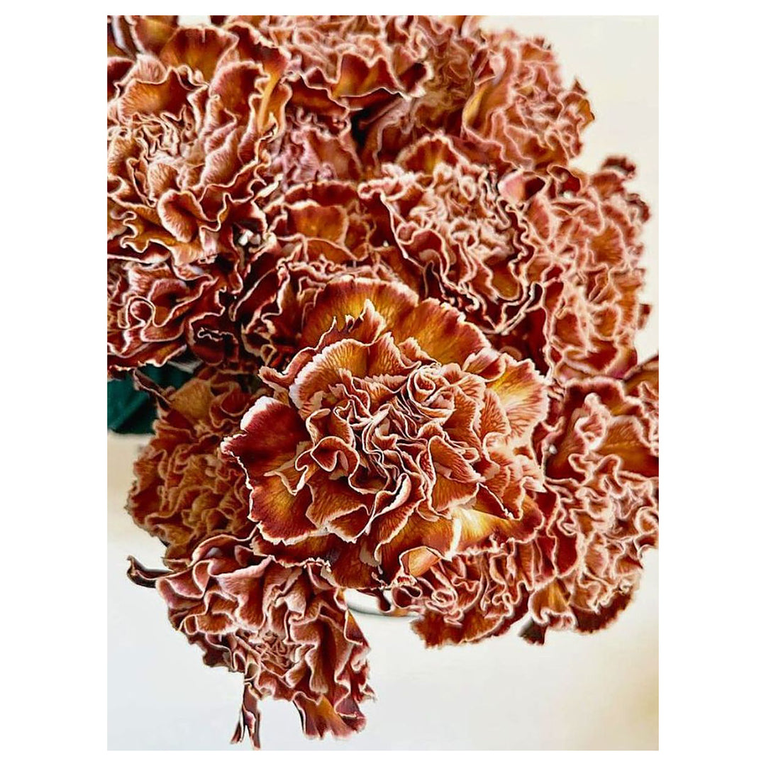 Brown White Carnation Flower Seeds for Planting – Heirloom, Non-GMO, High Germination Bicolor Fragrant Bloom Seeds | Neera Seeds product photo [neera-v4-1046cfd0e8fe62db57a2]
