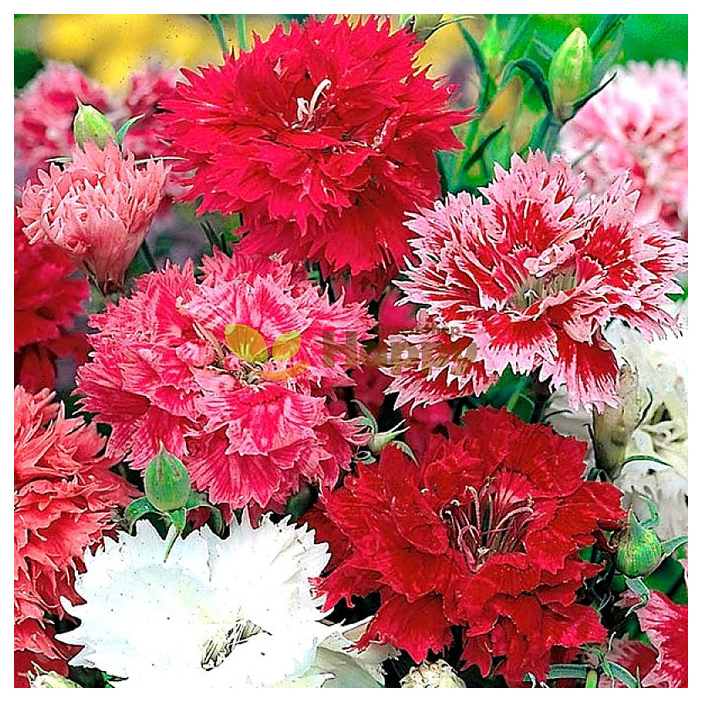 Mixed Dianthus Sonata Flower Seeds for Planting - Heirloom Non-GMO High Germination Organic Garden Seeds | Neera Seeds product photo [neera-v4-104fcb8c7f125a39ff7b]