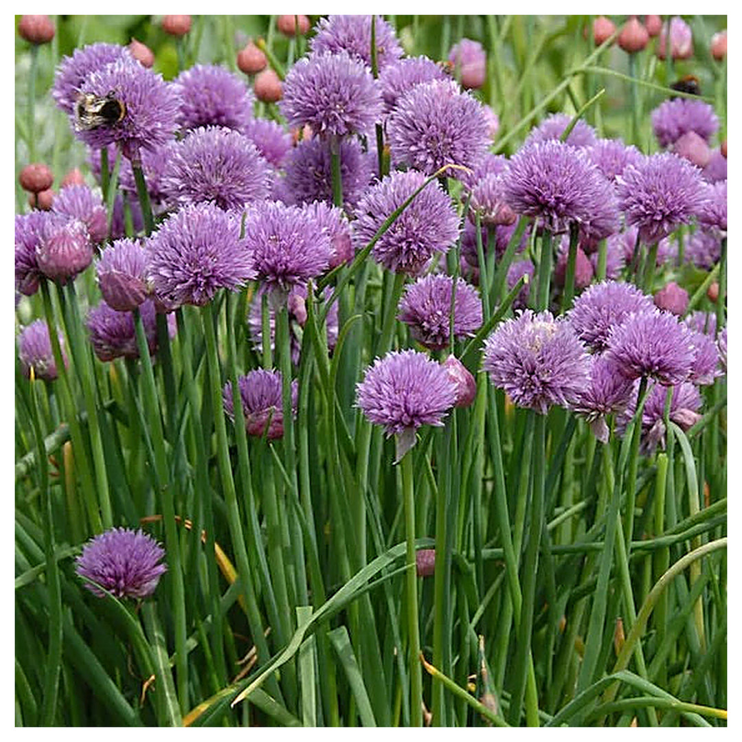 Onion Chives Herb Seeds for Planting – Heirloom & Non-GMO Seeds for Culinary Gardens, Containers & Edible Landscapi | Neera Seeds product photo [neera-v4-1056dcd16fefaa297f7c]
