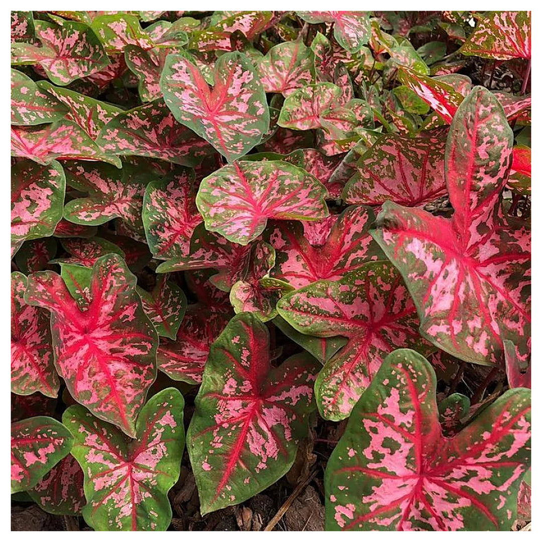 Carolyn Whorten Caladium Leaf Flower Seeds – Heirloom, Non-GMO, High Germination Organic Garden Seeds for Planting | Neera Seeds product photo [neera-v4-105fa53bcfdeca0a328b]