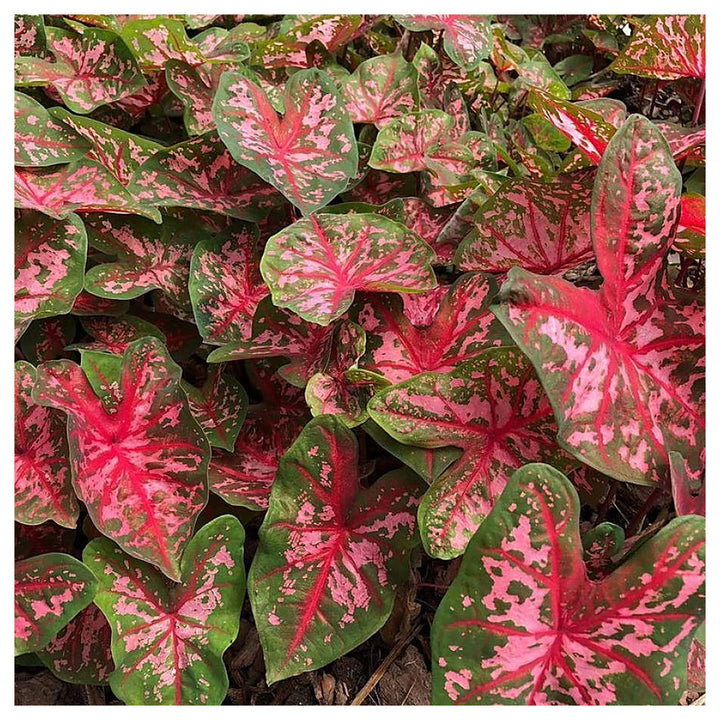 Carolyn Whorten Caladium Leaf Flower Seeds – Heirloom, Non-GMO, High Germination Organic Garden Seeds for Planting | Neera Seeds product photo [neera-v4-105fa53bcfdeca0a328b]