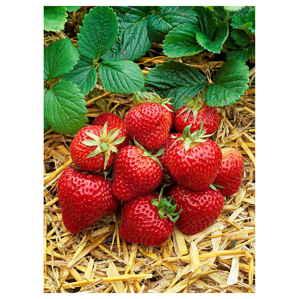 Albion Strawberry Fruit Seeds for Planting – High-Yield, Sweet Berries, Heirloom, High Germination, Non-GMO Organic | Neera Seeds product photo [neera-v4-106bb4dbc04bbf33ecbf]