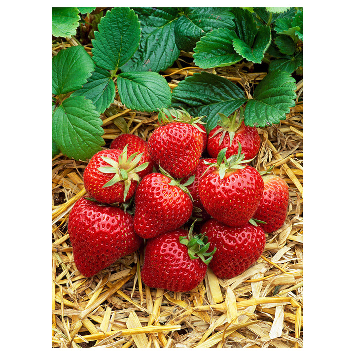 Albion Strawberry Fruit Seeds for Planting – High-Yield, Sweet Berries, Heirloom, High Germination, Non-GMO Organic | Neera Seeds product photo [neera-v4-106bb4dbc04bbf33ecbf]