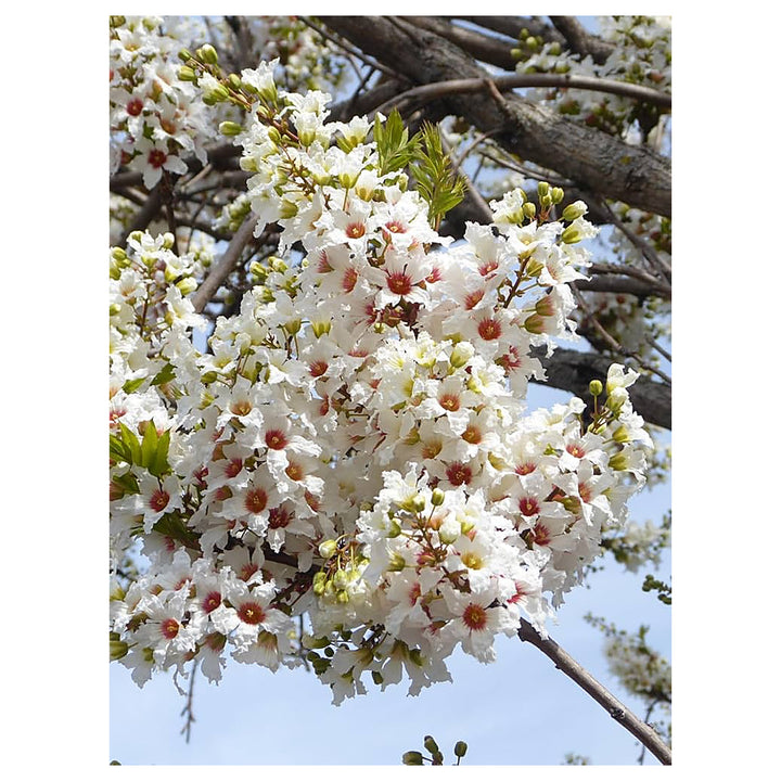 Heirloom Non-GMO Xanthoceras Sorbifolium Flower Seeds for Planting – Rare Ornamental Tree Seeds | Neera Seeds product photo [neera-v4-10759d44e5b9d31e7237]