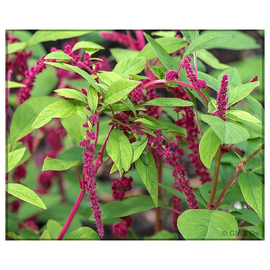 Red Amaranthus Love Lies Bleeding Amaranthus Caudatus Bulk Colorful Flower Beds Flower Seeds | Neera Seeds product photo [neera-v4-10777ddc455bbf418e67]