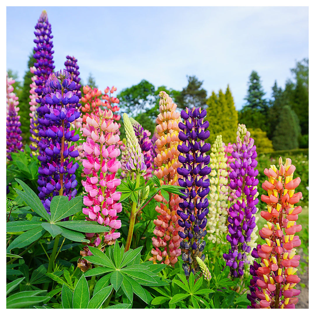 Organic Heirloom Non-GMO Mixed Tutti Frutti Lupine Seeds for Planting – Colorful Blooms, Heirloom Seeds | Neera Seeds product photo [neera-v4-107906a41905fea9610a]