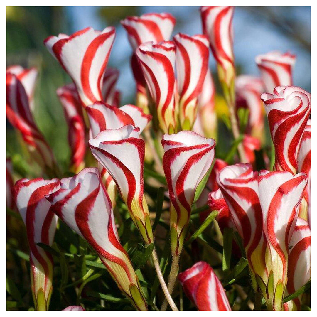 Oxalis Versicolor Flower Seeds for Planting – Heirloom, Non-GMO Organic Garden Seeds with Striking Blooms | Neera Seeds product photo [neera-v4-109717930194d7a3f3c7]
