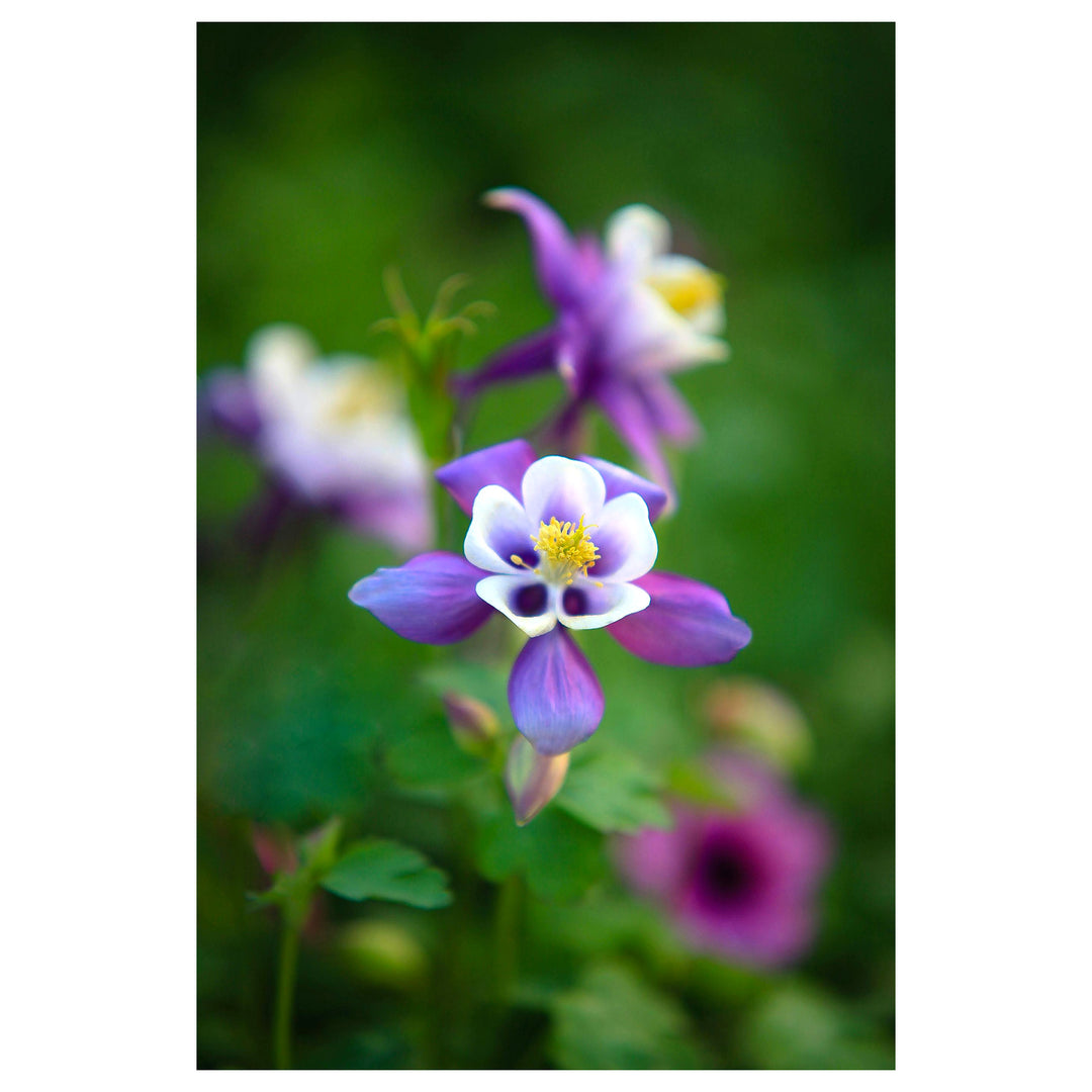 Columbines Purple Flower Seeds for Planting – Organic, Heirloom, Non-GMO Seeds | Neera Seeds product photo [neera-v4-109a310d4e87f47a65ae]