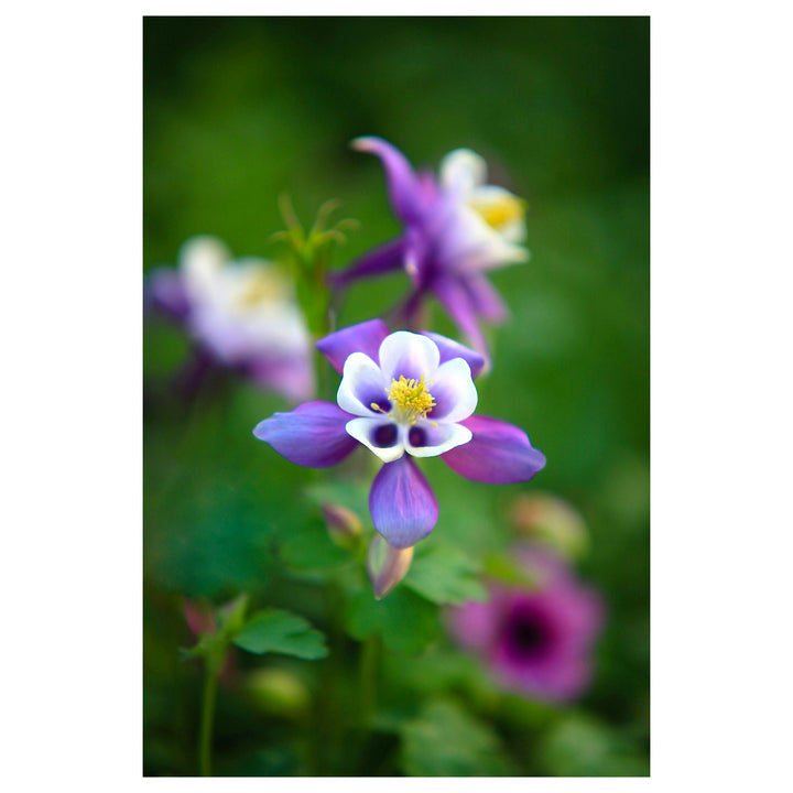 Columbines Purple Flower Seeds for Planting – Organic, Heirloom, Non-GMO Seeds | Neera Seeds product photo [neera-v4-109a310d4e87f47a65ae]