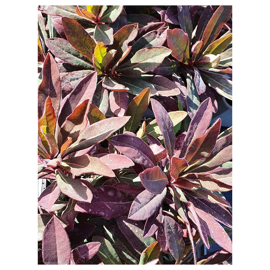 Euphorbia Amygdaloides Plant Seeds for Planting | Heirloom Non-GMO High Germination Organic Garden Seeds | Neera Seeds product photo [neera-v4-10ae19c1cd9a9ccd59f1]