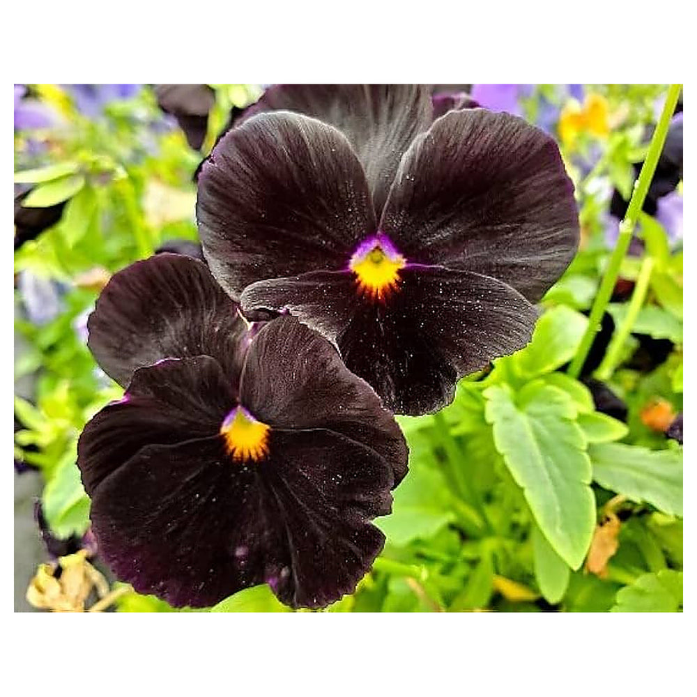 Pansy Flower Seeds Black for Planting - NON GMO Seeds | Neera Seeds product photo [neera-v4-10b9e98b8fdbfa4b61dc]